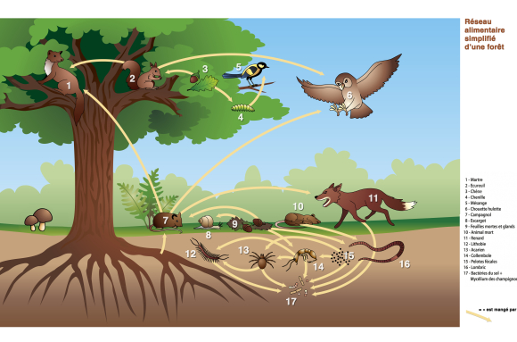 Réseau alimentaire de la forêt (légendé) - infographie